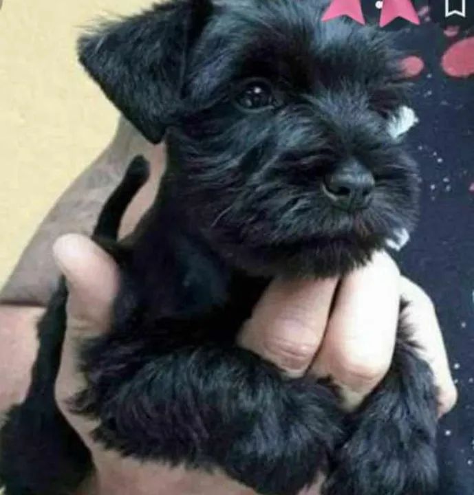 Filhotes Fêmeas Schnauzers  - Foto 3