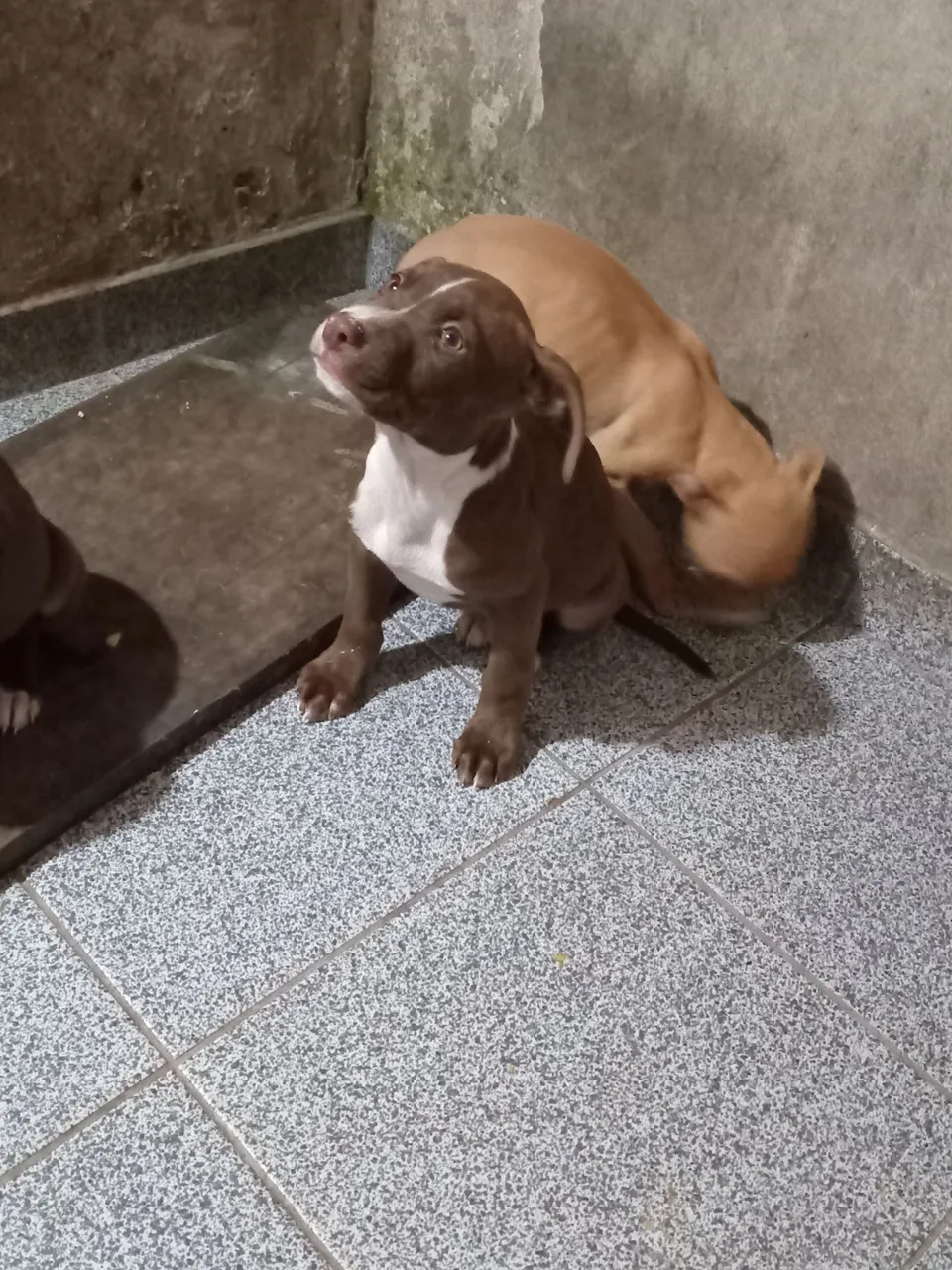 Pitbull