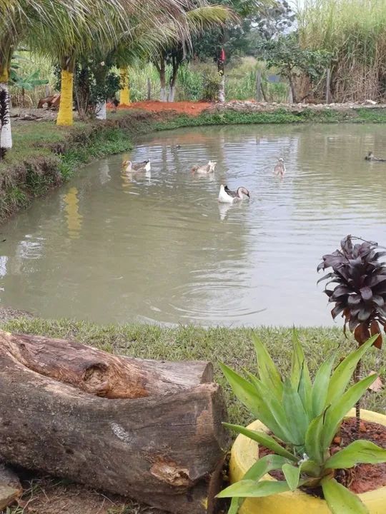 Chacara para eventos ( alugo temporada) - Foto 6