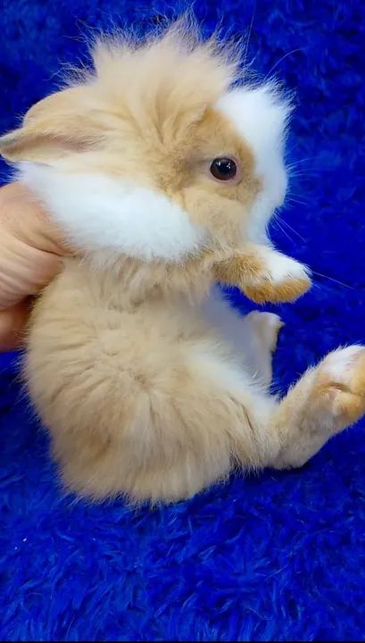 Coelhinhos várias raças de minis e anão(ZAP na descrição do anúncio) - Foto 6