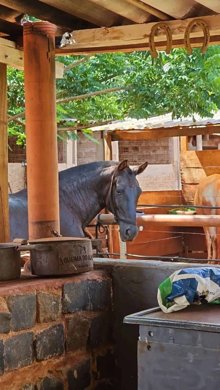 Égua Mangalarga Marchador 