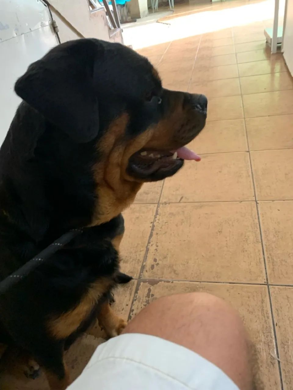 Filhotes de Rottweiler - Foto 4
