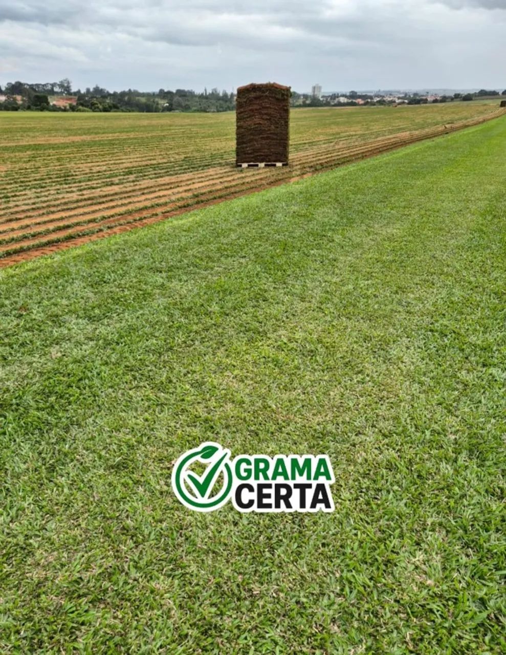 Grama Esmeralda - Foto 2