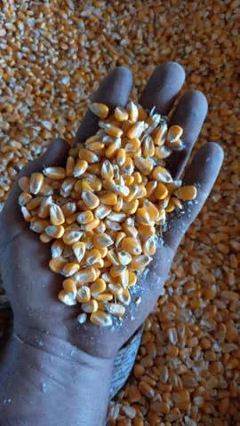 Venda de Milho em Sacas de 50 kg e 60 kg Direto da Fazenda com entrega para todo Brasil