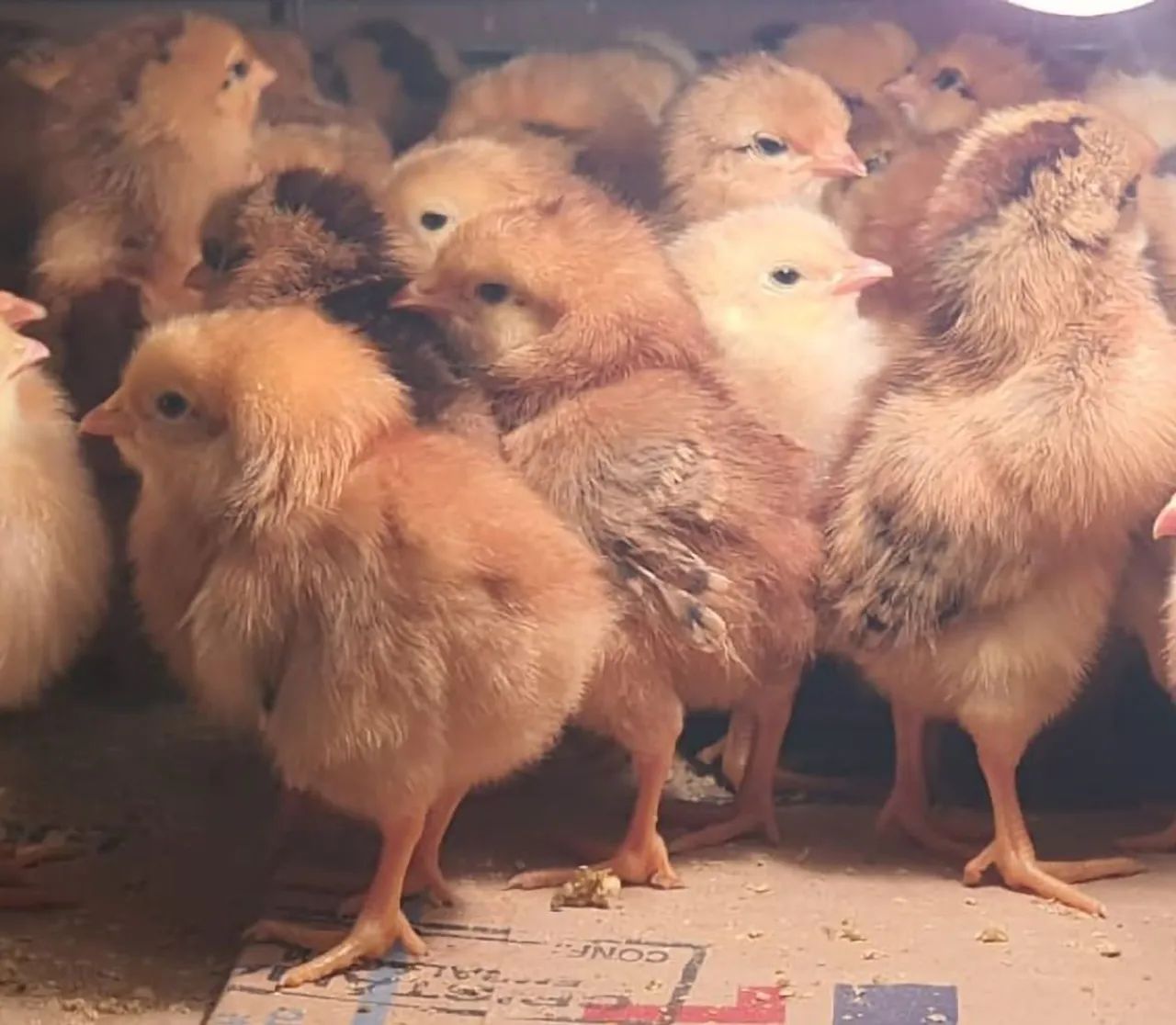 POEDEIRAS EMBRAPA 051 - Foto 3