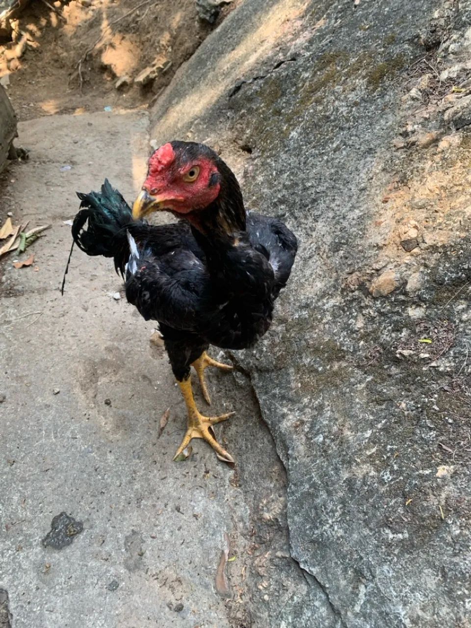Frango Disponível Raça Índio Mura  - Foto 2