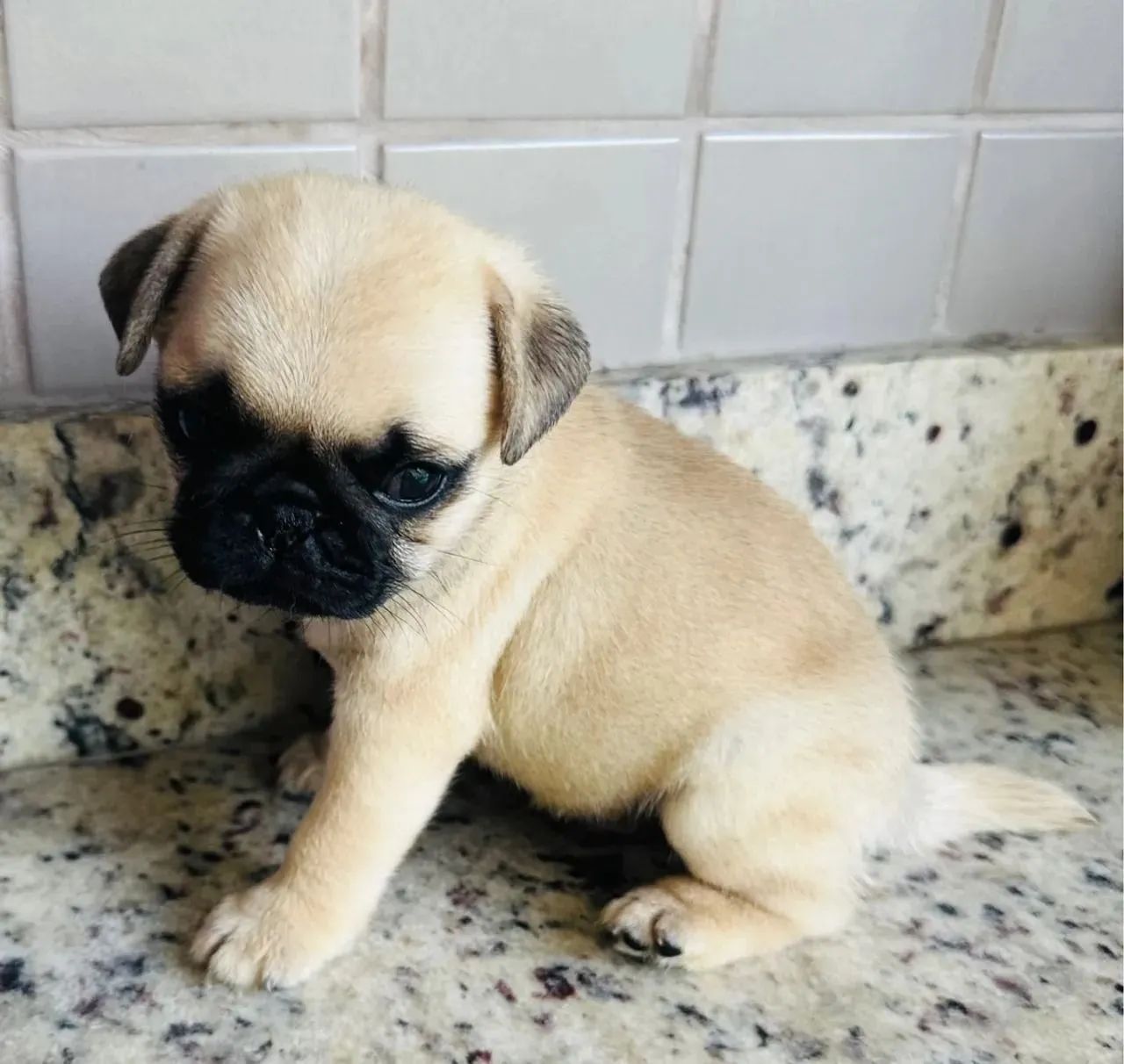 Pug vai conquista seu coração no primeiro olhar 