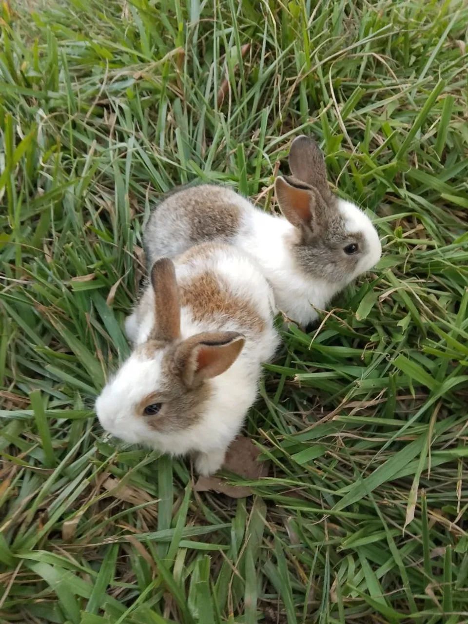 coelho filhotes com 5 semanas - Foto 4