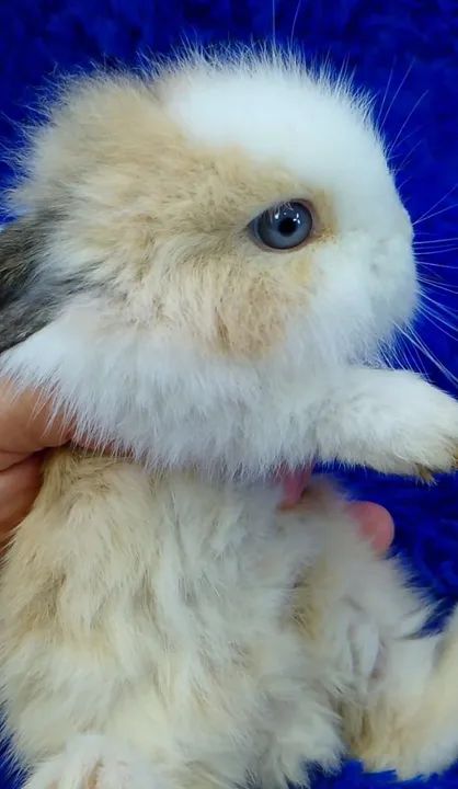 Coelhinhos várias raças de minis e anão(ZAP na descrição do anúncio) - Foto 3