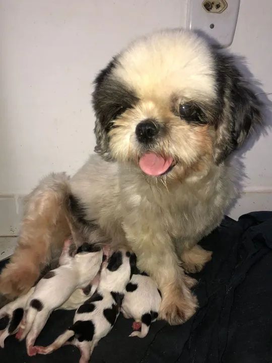 Cachorro lindo filhote de shih Tzu  - Foto 5