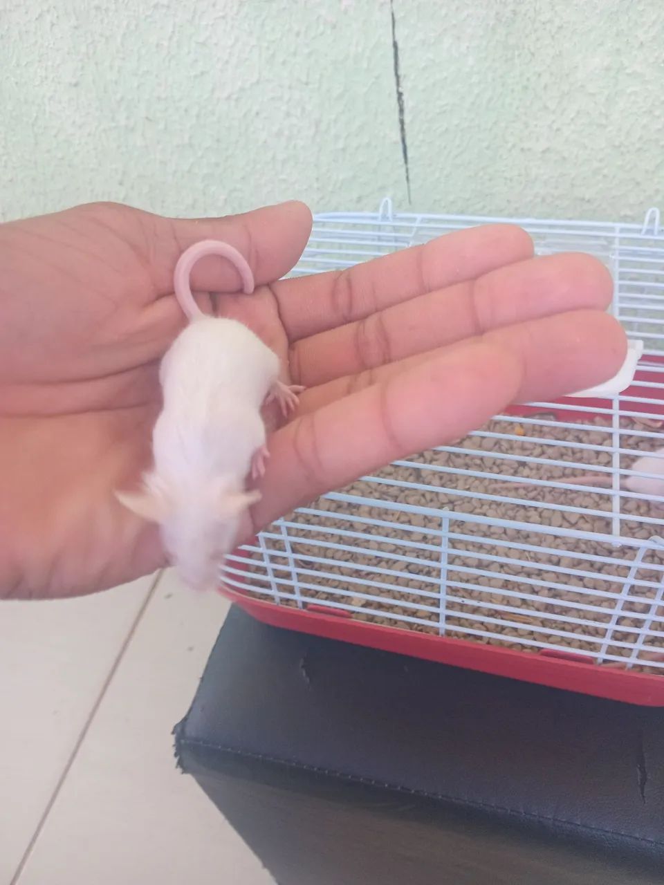 Tenho camundongo branco disponível 64684501959425123