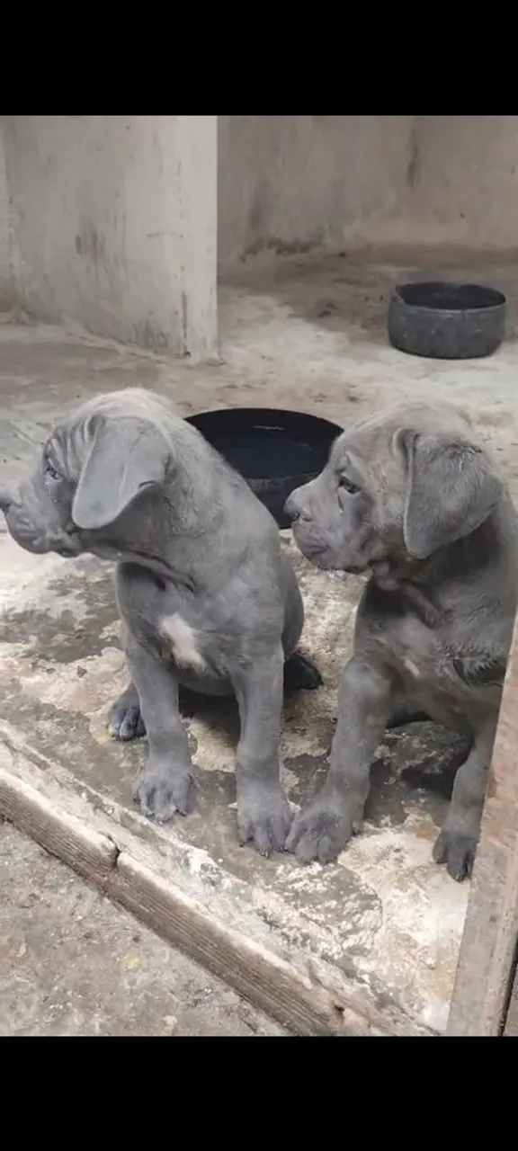 Filhotes de Cane Corso Cinza