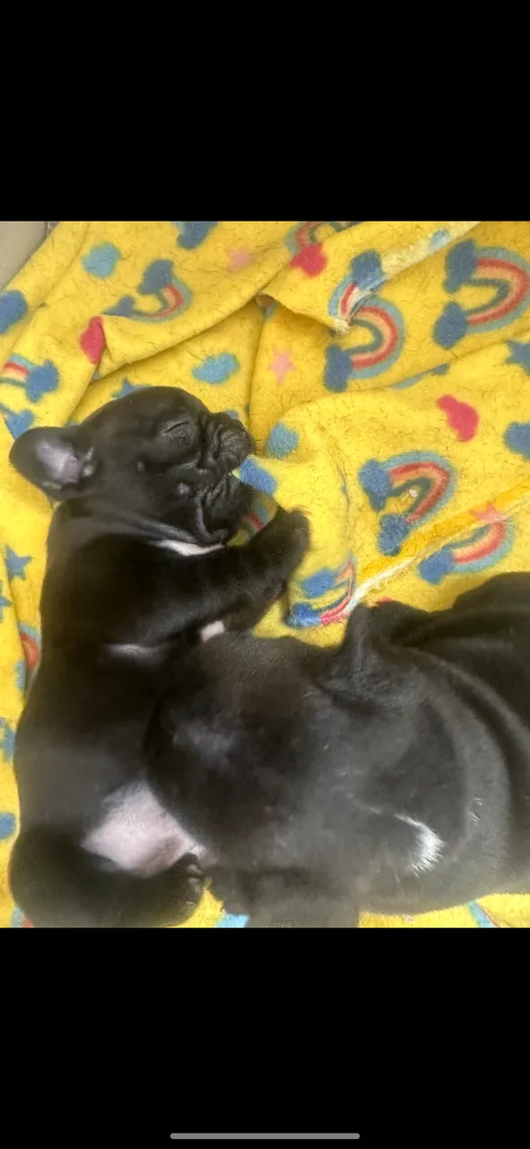 Buldogue francês