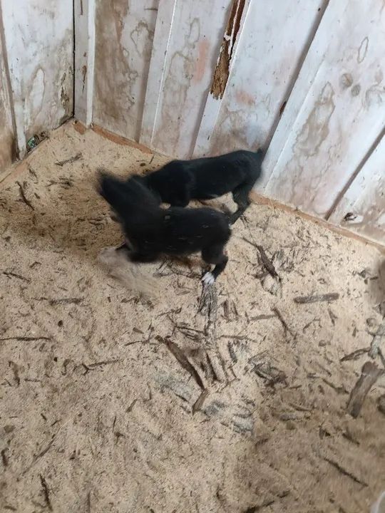 Dois filhotes de cachorro para adoção