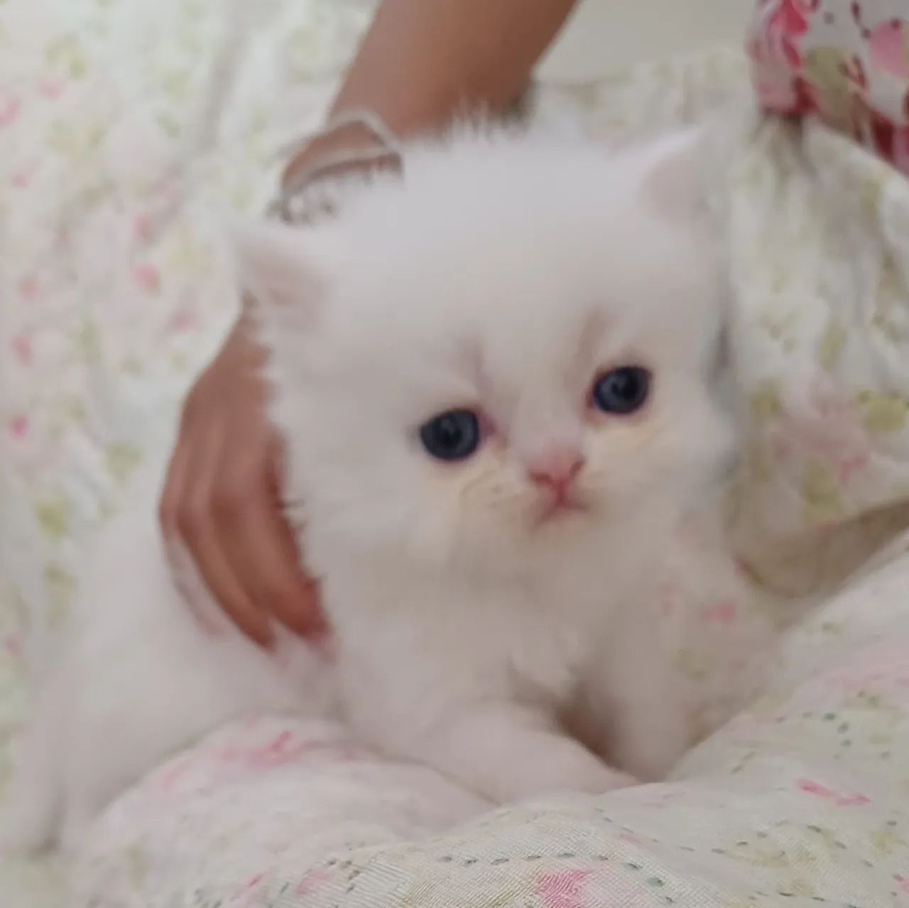 Persa macho creme disponível  - Foto 3