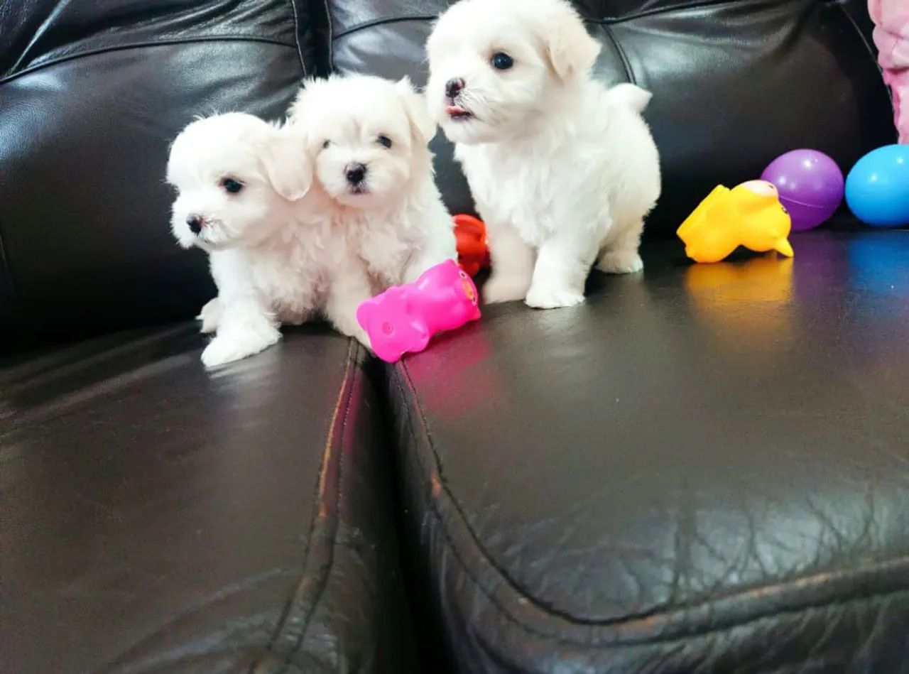 Maltês macho Bay face  - Foto 4