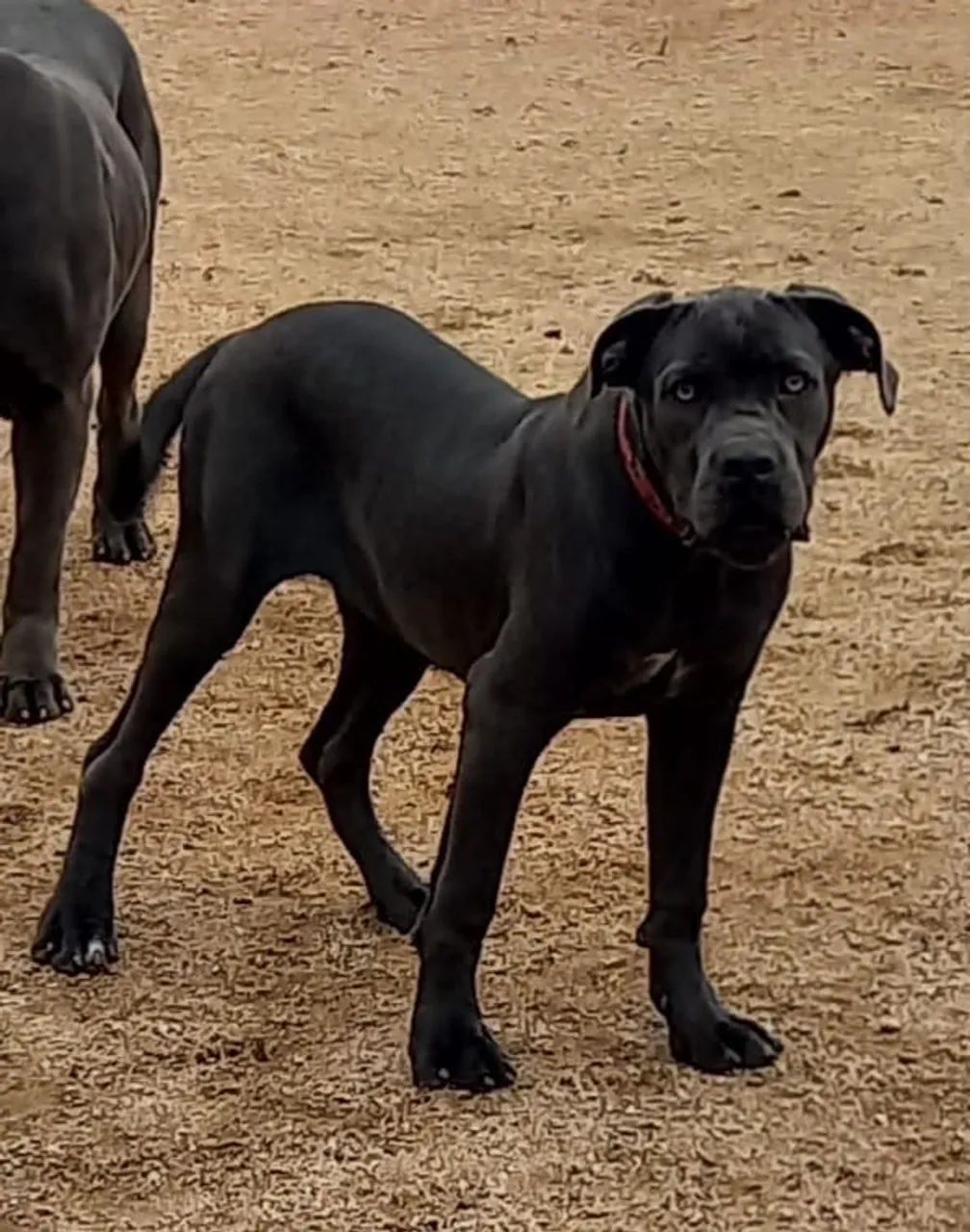 Filhote fêmea de cane corso - Foto 2