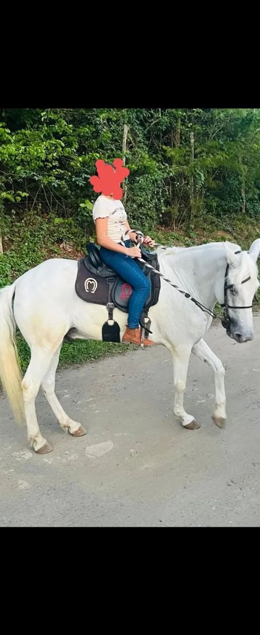 Cavalo mangalarga marchador 