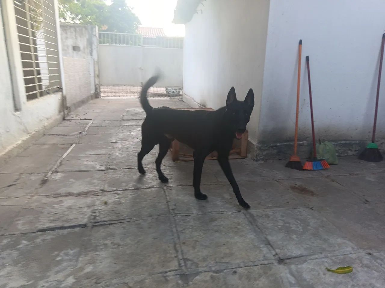 Pastor Belga Malinois  - Foto 3