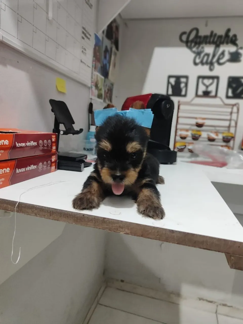 Yorkshire Terrier Filhotes