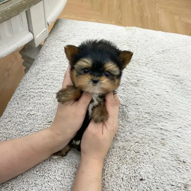 Cachorrinho filhote para doar (leia antes)