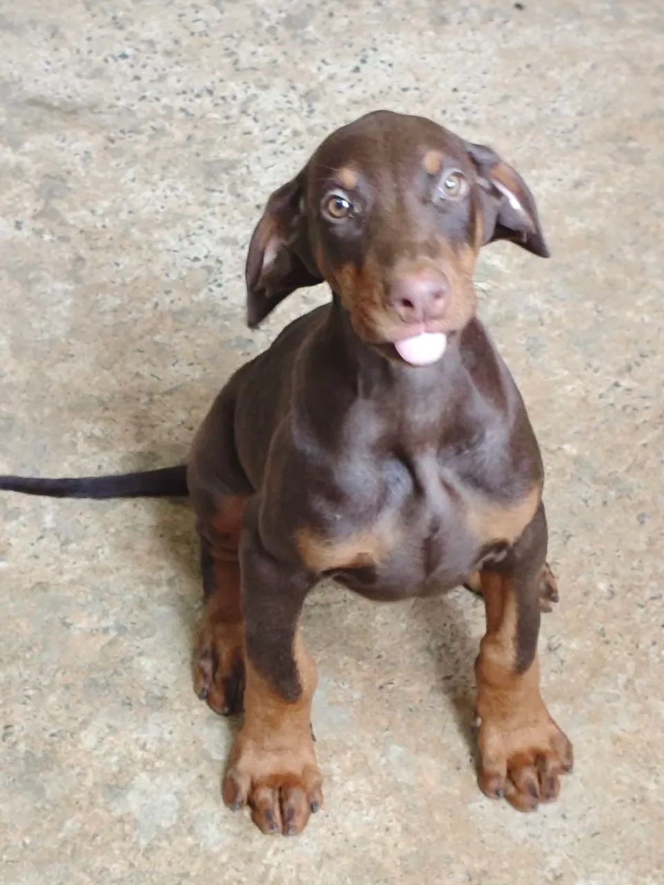 Doberman filhote - Chocolate