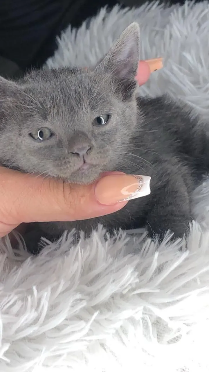 Russian blue