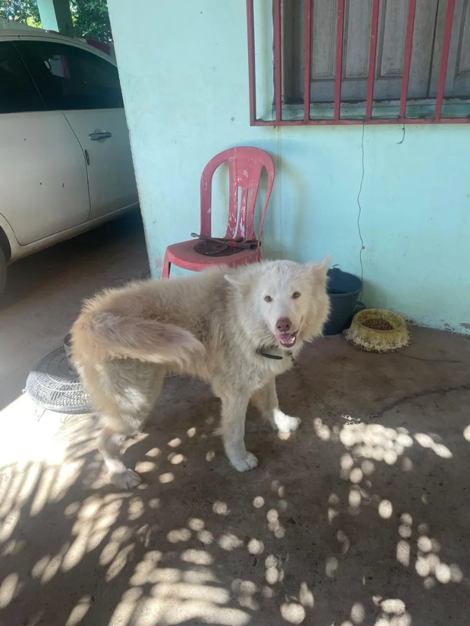 Lindo Husky Siberiano para venda