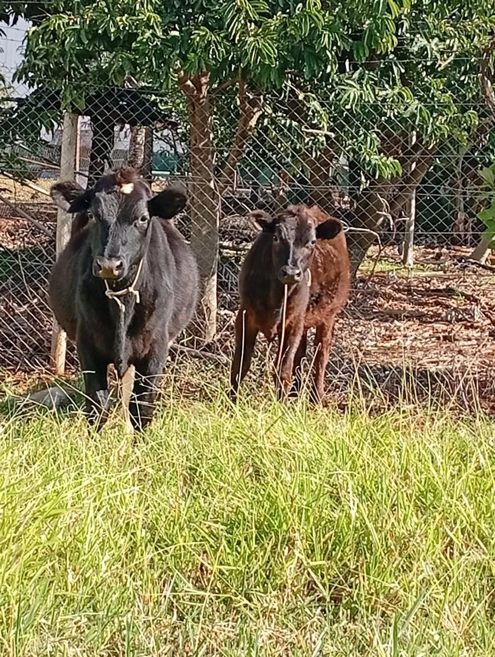 Bezerros Angus disponíveis!