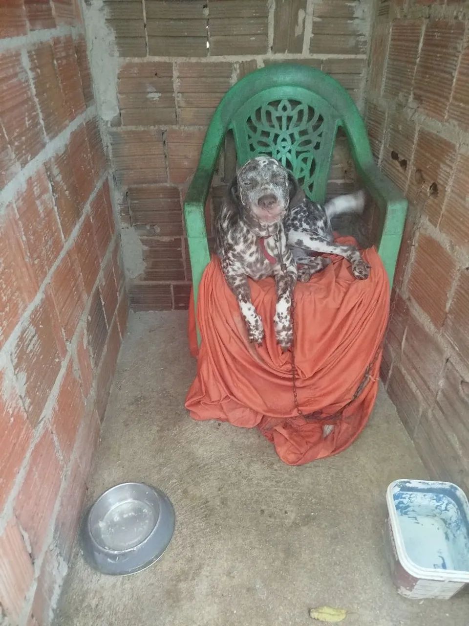 Cachorra perdigueira com dálmata pra doação  - Foto 2