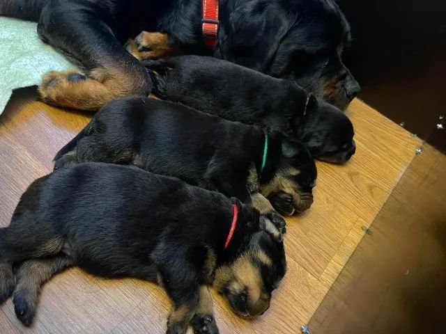 Filhotes TOP's de Rottweiler! - Padrão Alemão - - Foto 4