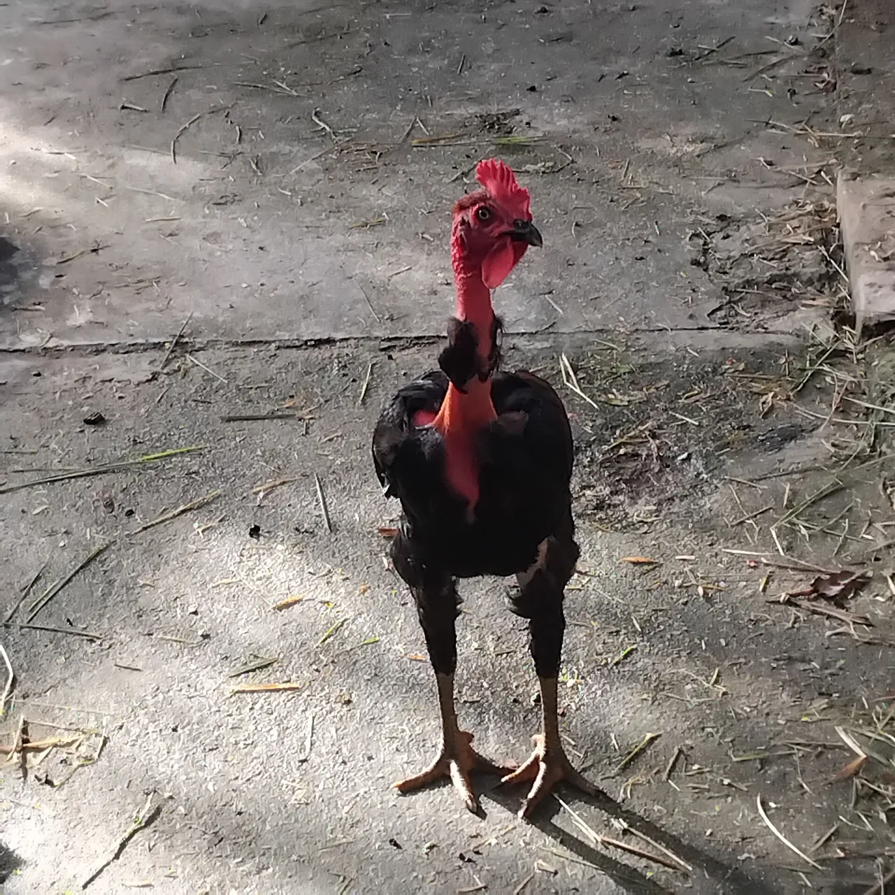 Galo Exótico de Pescoço Pelado - Disponível!