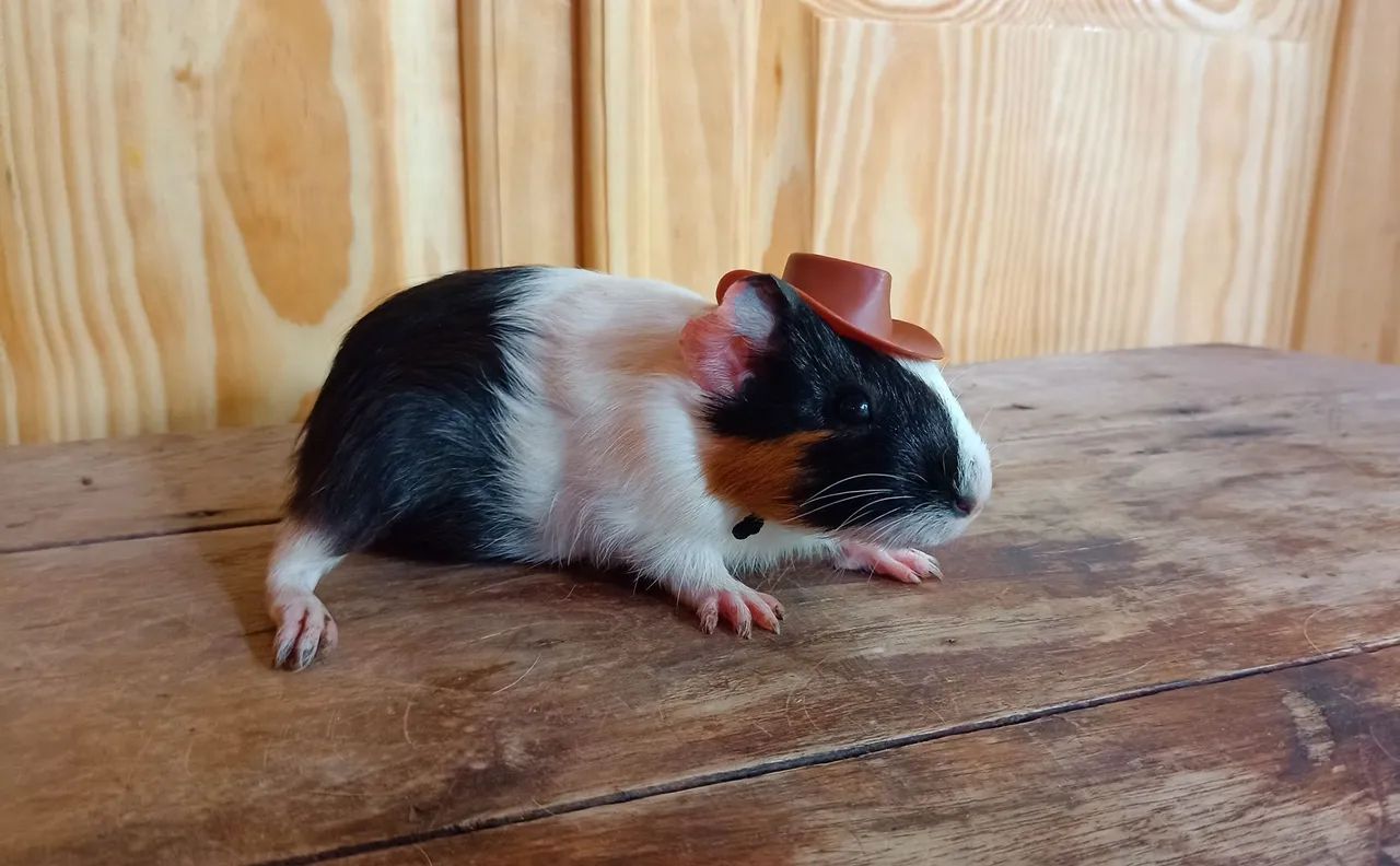 Porquinho da índia macho  - Foto 3