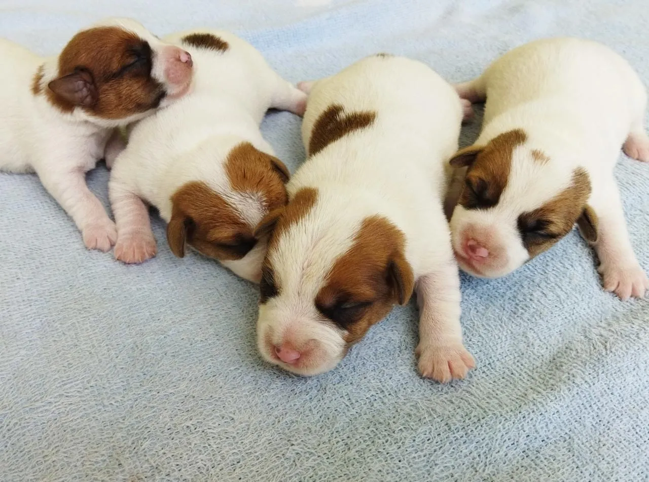 OFERTA - Filhote de Jack Russell Terrier - Vacinado e com Pedigree - 12x no Cartão