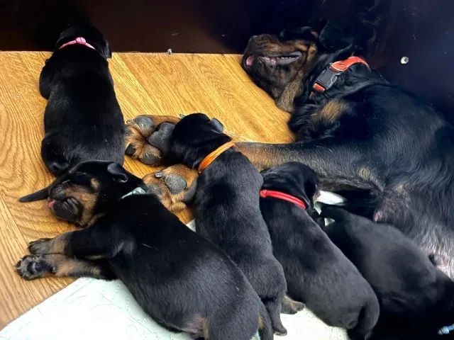 Filhotes TOP's de Rottweiler! - Padrão Alemão -