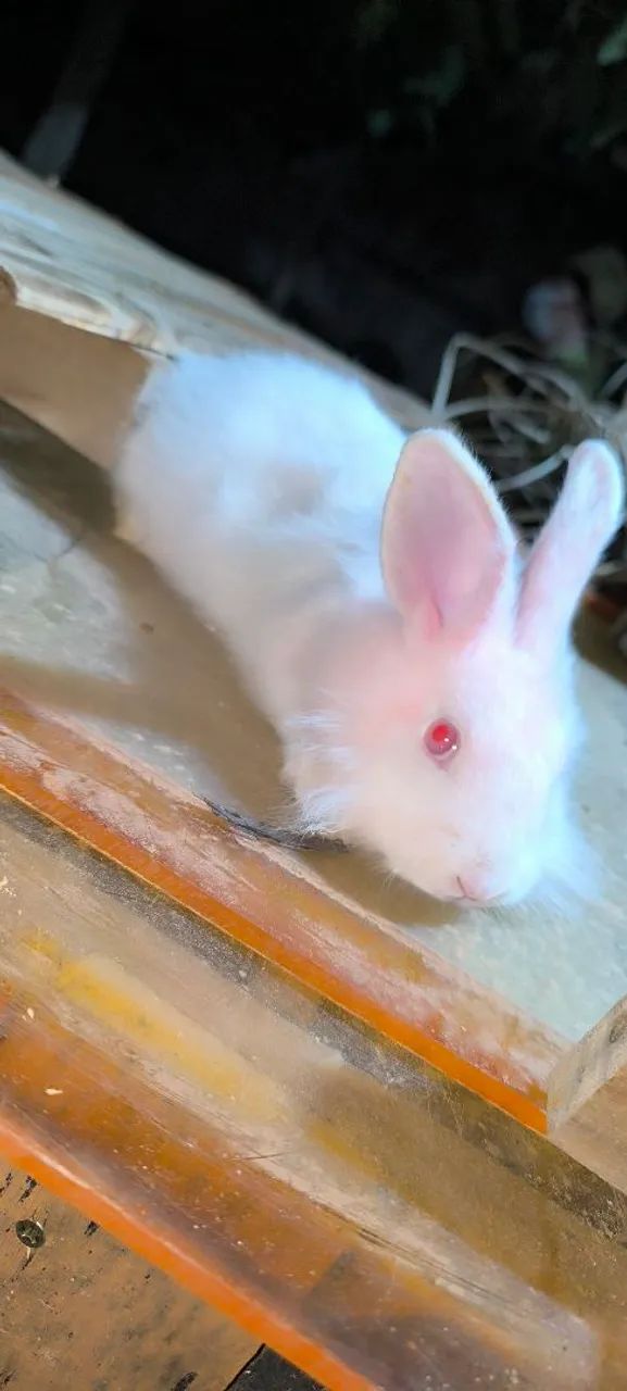 Filhote de leão Coelho64304356313729122