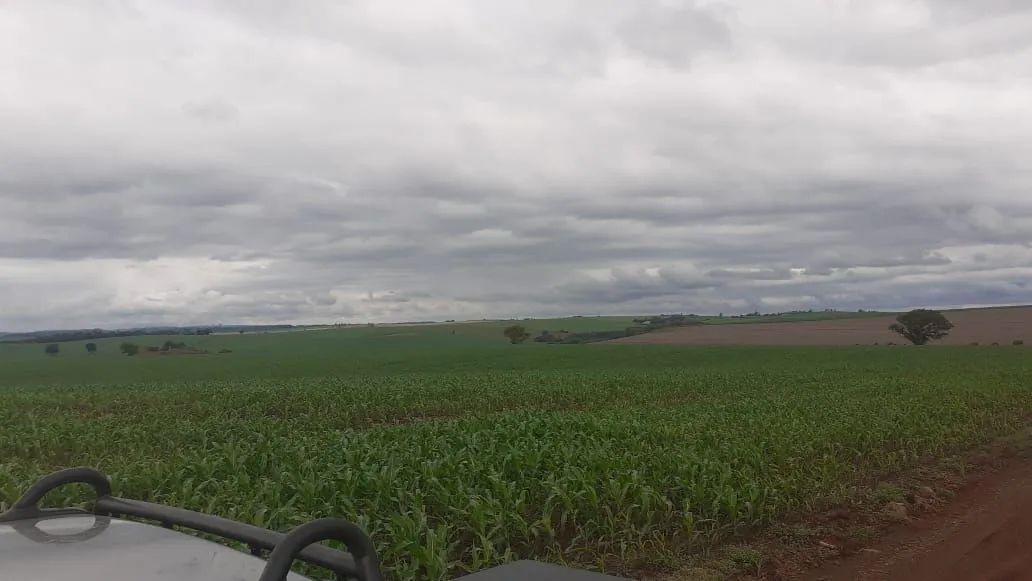 Fazenda 150 alqueiro  solo roxo 