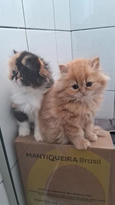 Persa macho creme disponível  - Foto 5