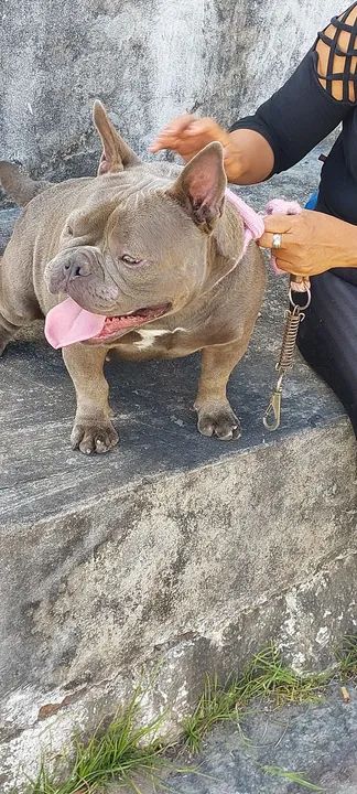 Filhote de American Bully - Cinza - Foto 4