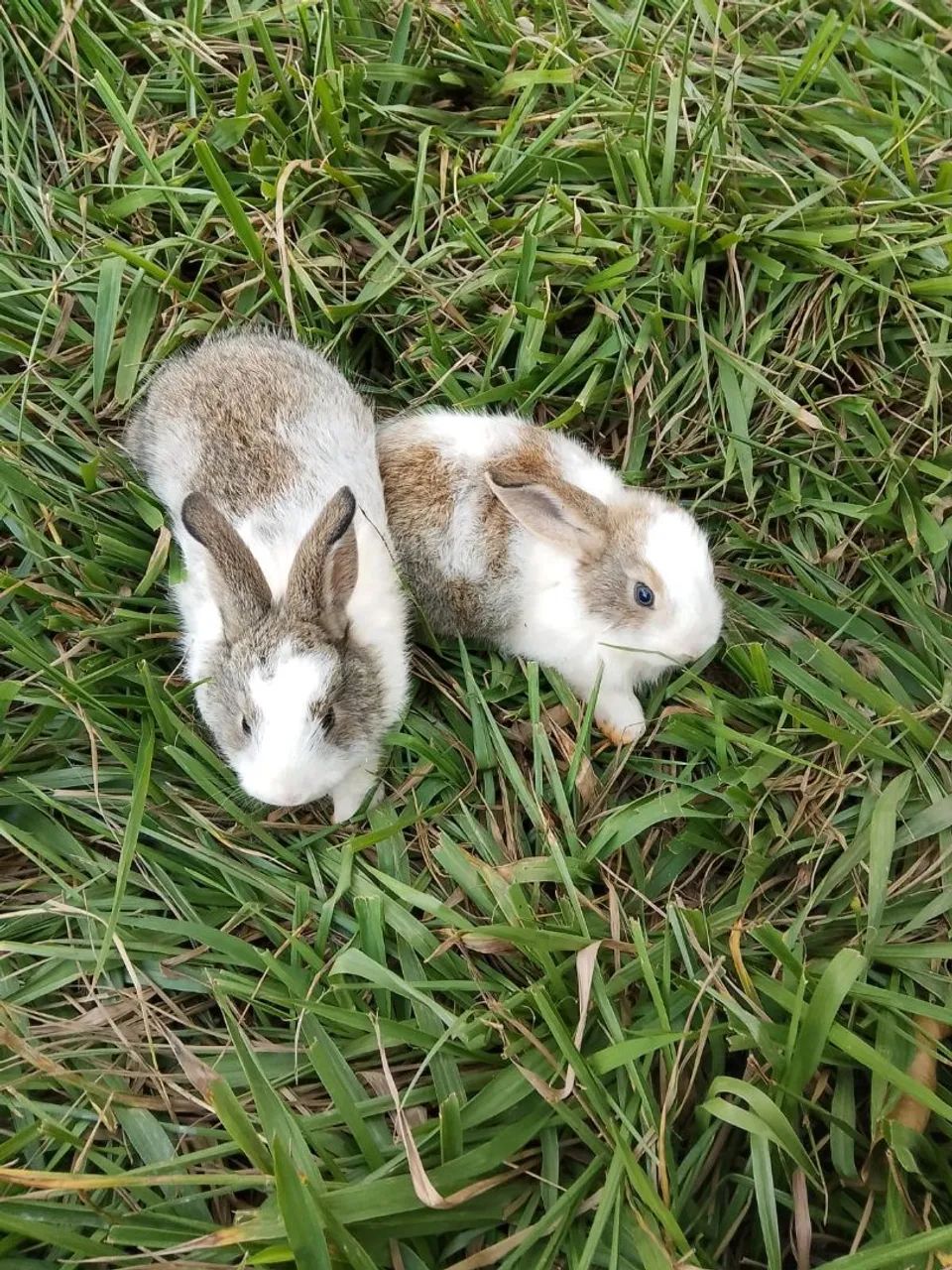 coelho filhotes com 5 semanas - Foto 2