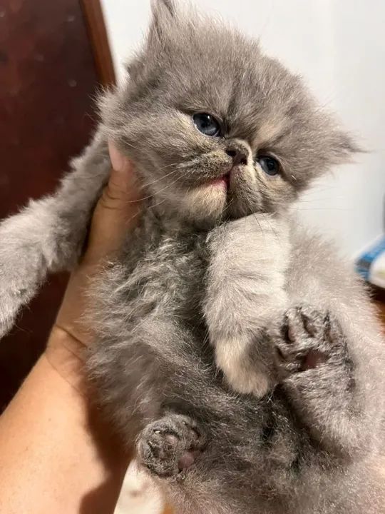  Persa Cinza - fofura sem limites 