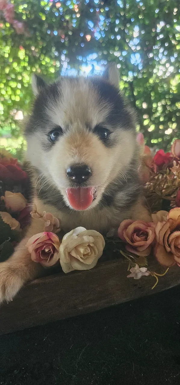 Filhotes de Husky Siberiano 