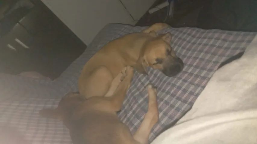 Cachorra para doação 