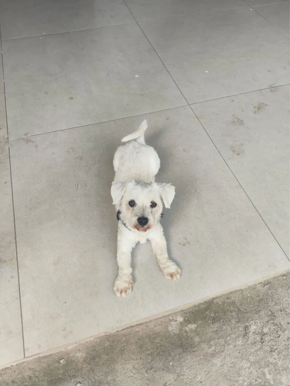 Doa-se cachorrinho raça Malltes  - Foto 6