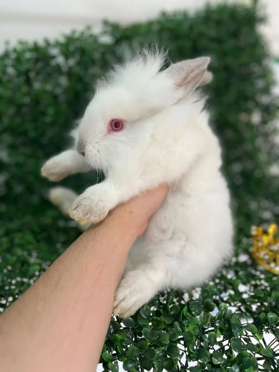 Coelho filhote Mini Lion - Foto 5