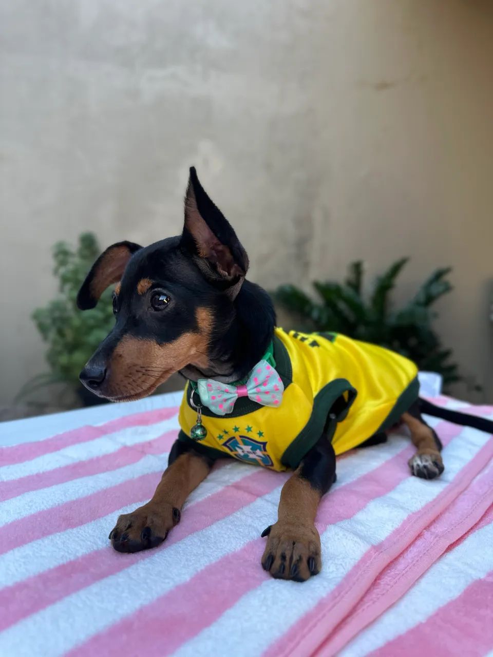 Pinscher  - Foto 2