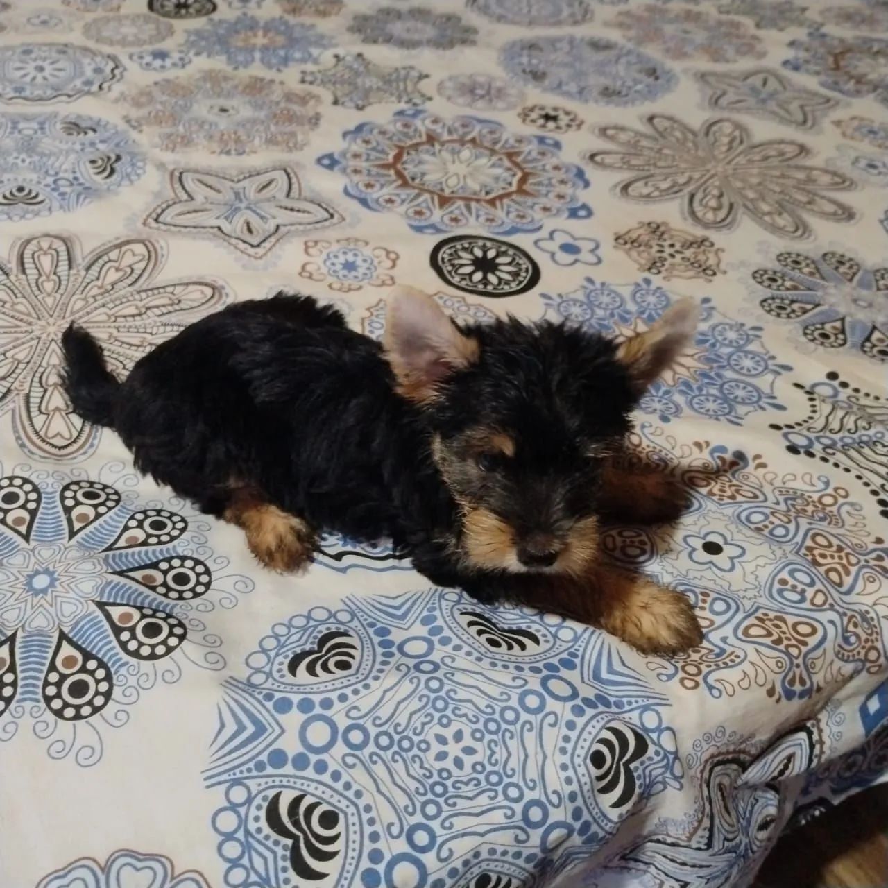 Yorkshire Terrier - Foto 3