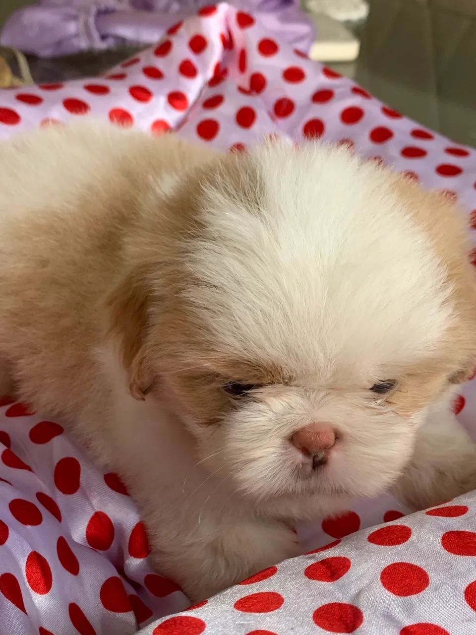 Shihtzu Macho - Foto 3