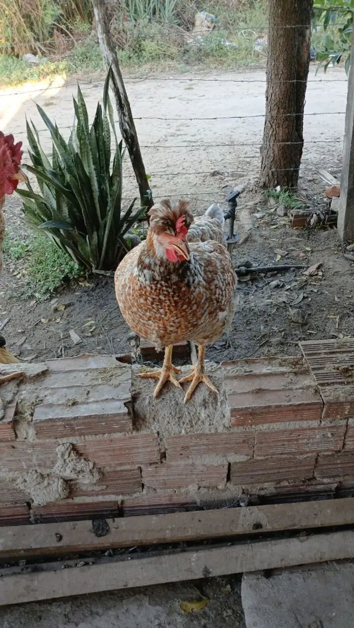 Frangas Gsb