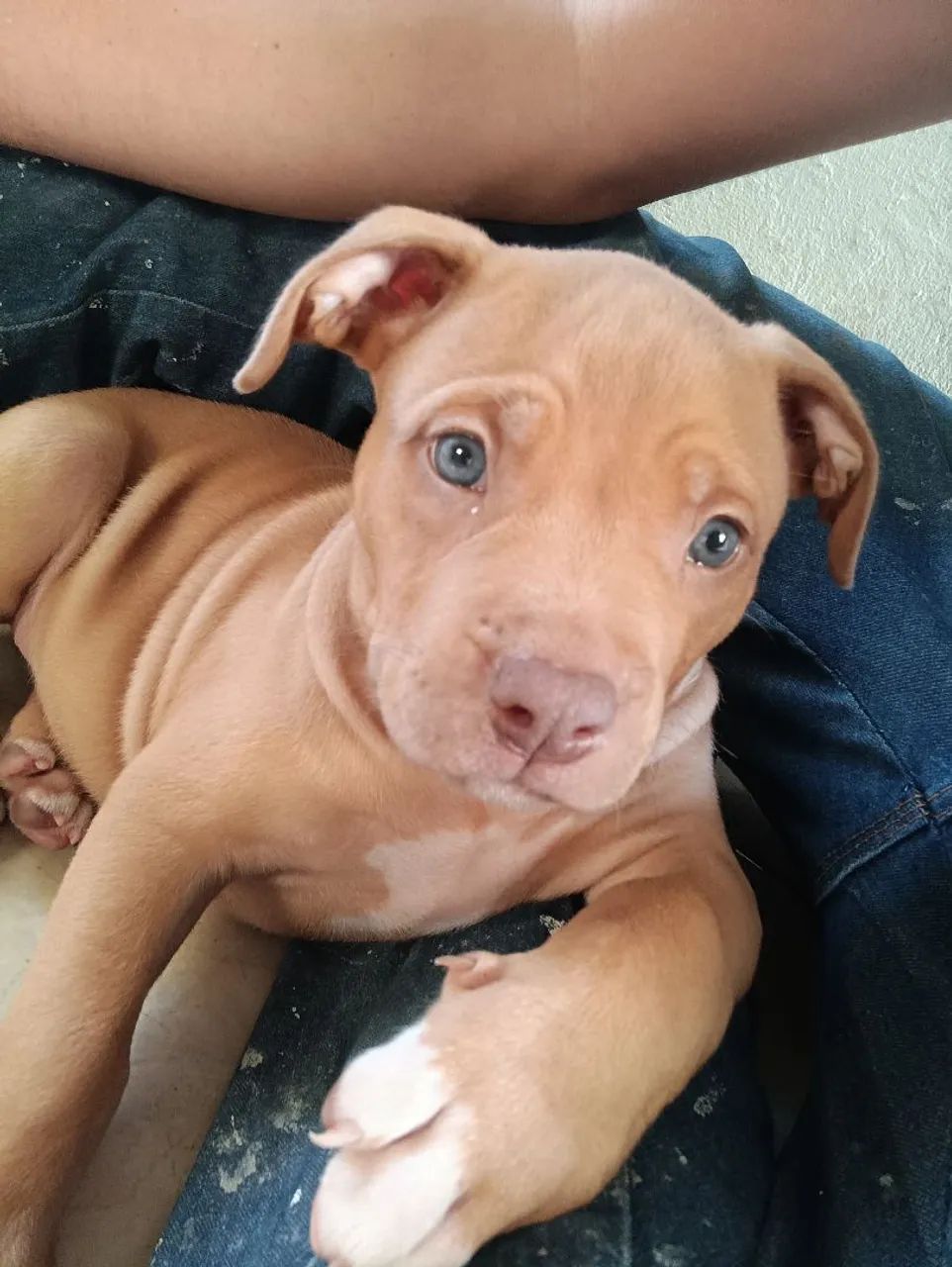 Cachorro